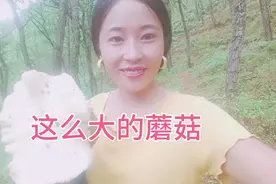 凉山彝族精灵去找蘑菇，七八月份才有的蘑菇，云贵川才有的蘑菇。视频封面