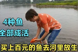 买4种鱼去河里放生，花了上百元，全都成活，回向给大家平安顺利视频封面