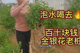 沂蒙山区独有特产金银花老桩，百十块钱老桩，比胳膊都粗视频封面