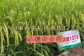 国审再生稻玮两优1273产量高，三级耐高温，抗倒强，再生能力强视频封面