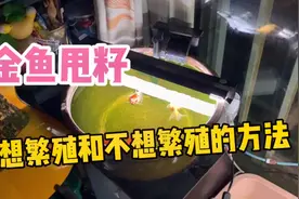 金鱼甩籽，想繁殖和不想繁殖的方法，母鱼产后如何护理、调整水质视频封面