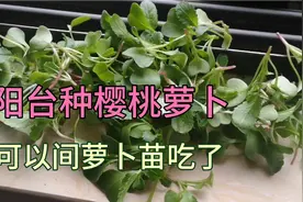阳台种的樱桃萝卜苗可以间苗吃了，自己种的绿色健康，吃起来放心视频封面