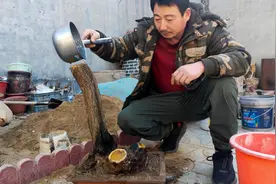 老李拉来风化沙打造巨型“文人”盆景，这么粗的黄栌文人很少见视频封面