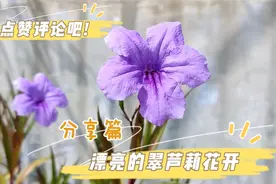 路边最常见的紫色小花，虽然不起眼，但是确是绿化造景常用的绿植