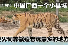 广西一个小县城饲养繁殖老虎上千头，全世界饲养老虎最多的地方视频封面