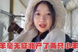 母羊体质不同，生小羊羔之前的征兆也各不相同，还要多细心观察☺视频封面