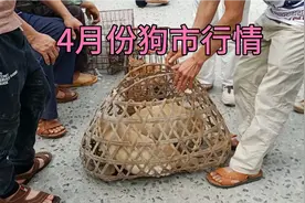都说现在肉狗价格下降了，到广西较大宠物市场里面去了解一下