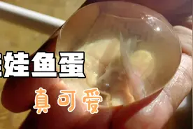 原来还没孵化的娃娃鱼是长这样的，大自然真是太神奇了。视频封面