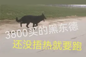 3800元买了一条全黑的德牧，到家还没捂热就要跑出去视频封面