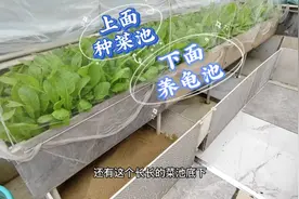 楼顶龟菜共生如何设计龟池？做一个养龟池材料花费不到100，值吗视频封面
