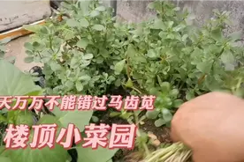 马齿苋又称“救命草”，用它煮水有3大妙用，人人都能用到，厉害视频封面