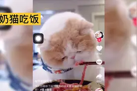 什么猫靠吃饭吸粉400万，看它吃饭有多解压，完全享受啊