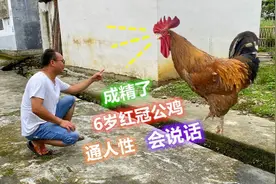 小伙农村拍到的真人真事，养了6年的公鸡，通人性会说话快成精了视频封面