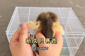 和这个背影像小企鹅的新成员赛跑，我竟然跑不过它们？！视频封面