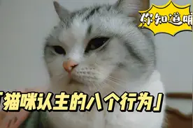 猫咪认主的8个行为！如果8种全中，不用怀疑，你已经是它主人了！