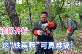 东北虎保护区清网行动开始，剪除铁蒺藜围栏，还保护区原始状态视频封面