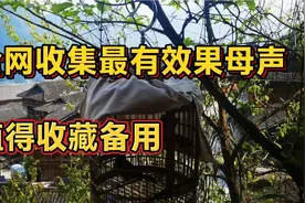 具备诱惑吸引效果的画眉鸟母声，专治各种不爱叫的鸟视频封面