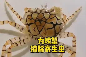 为拳击蟹摘除寄生虫视频封面