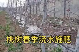 桃树春季施肥浇水什么时间最合适，浇水施肥前的准备工作太累了视频封面