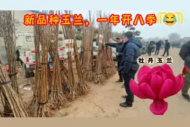 一年能开8季花？大哥的新品种玉兰真牛13，逛苗木大集真长见识啊视频封面
