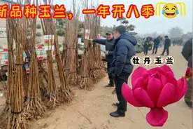 一年能开8季花？大哥的新品种玉兰真牛13，逛苗木大集真长见识啊视频封面