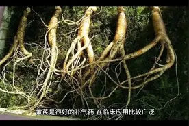 三种人群不宜服黄芪视频封面
