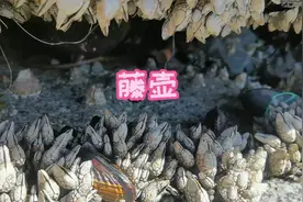 加拿大维多利亚，今天发现了好多又肥又大的藤壶，能吃吗？😂视频封面