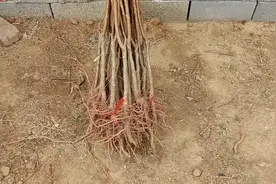 杏的后起之秀—荷兰香蜜杏树苗！晚熟杏树苗的品种视频封面