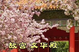 故宫文华殿前，海棠花开娇艳欲滴视频封面