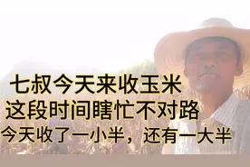 七叔今天来收玉米，这段时间瞎忙，玉米都没有收完视频封面