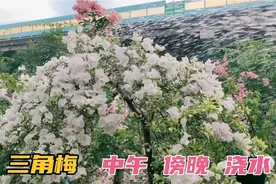 三角梅一天两次浇水，虽然累但是复花真快，几天浇一次水的羡慕了视频封面