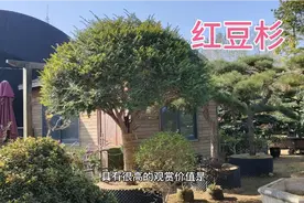 真是没想到红豆杉也这么贵，一棵红豆杉竟要价18000，真是太贵了视频封面
