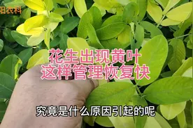 花生出现黄叶，并不是缺铁，都是这个原因引起的