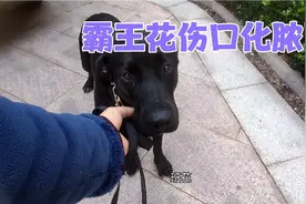 养狗的要注意，小伤囗不能大意，看似伤口愈合了，下面却化脓了视频封面