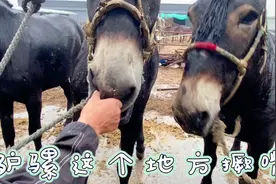 东北三头大骡分别五万七万八万，驴骡和马骡标志性区别原来在嘴上视频封面