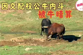 野牛群内斗，几头公牛为了一群母牛交配权打了起来，最后被牛暗算视频封面