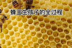 见证蜂王产子全过程由卵到蛹...视频封面
