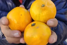 桔子吃多了容易上火，但是对血糖有什么影响呢？试吃3个寻求答案视频封面