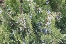 柏树籽有什么功效视频封面