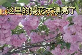 北京工业大学耿丹学院～樱花文化节视频封面