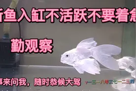 观赏鱼入新环境趴缸别害怕，如果缩鳍一定要治疗！视频封面