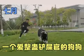 全网最悲催的铲屎官，被自家高智商狗狗整蛊，想报仇又报不到。视频封面