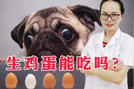 狗狗可以吃生鸡蛋吗？蛋清是不是有害？鸡蛋壳可以用来补钙吗？
