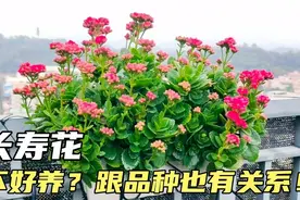 长寿花不好养？可能是没选对品种，捡漏哥给你介绍一款皮实的视频封面