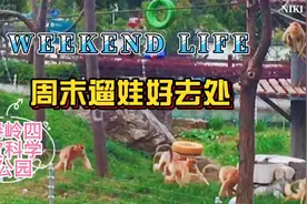 西安全运会的吉祥物——“秦岭四宝”，你一定熟悉，带您一睹真容视频封面