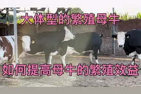 体型，花片再好，繁殖做不好也白瞎，如何提高母牛的繁殖效益视频封面