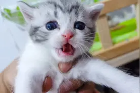 小奶猫梦中尿床被当场抓包，慌得一批～视频封面