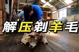 第4集 | 你知道一头羊一年剃几斤羊毛吗？你知道剃一只羊要多久吗