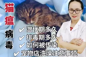 猫瘟病毒存活可以长达一年时间，所以猫咪外出洗澡一定要注意！视频封面
