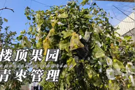 青枣高产小窍门，5月这里砍一刀，一年做一次，年年青枣挂满枝！视频封面